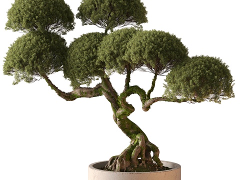  新中式罗汉松盆景 盆栽3d模型 