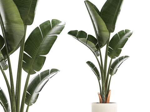  盆栽 香蕉树3d模型 