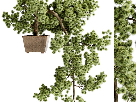  新中式迎客松盆景3d模型 