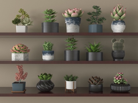 现代多肉盆栽 盆景 绿植su模型