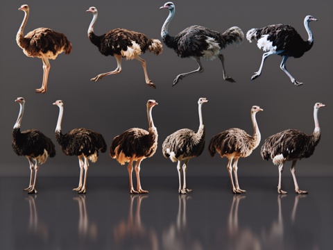 2D动物 鸵鸟 动物园 野生动物 动物世界 野外动物su模型