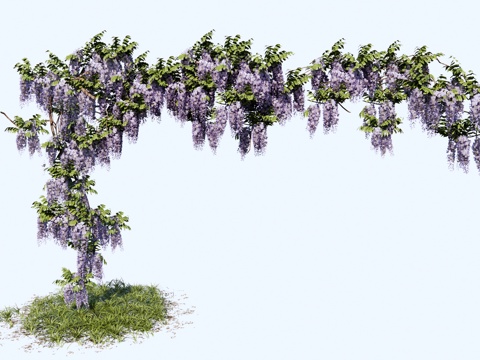 现代 藤蔓 紫藤萝 串钱柳 开花植物 爬藤植物 藤蔓植物 紫su模型