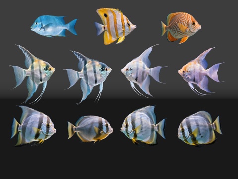 2D动物 小丑鱼 观赏鱼 海洋馆 水族馆 动物世界su模型