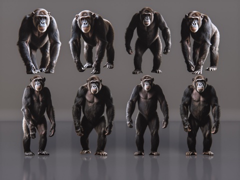 2D动物 黑猩猩 动物园 野生动物 动物世界 野外动物su模型