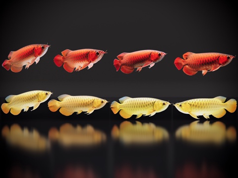 2D动物 金龙鱼 红龙鱼 观赏鱼 海洋馆 水族馆 动物世界su模型