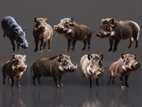 2D动物 野猪 动物园 野生动物 动物世界 野外动物su模型