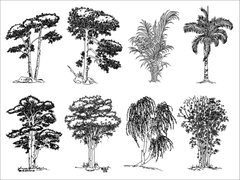 现代树木cad施工图