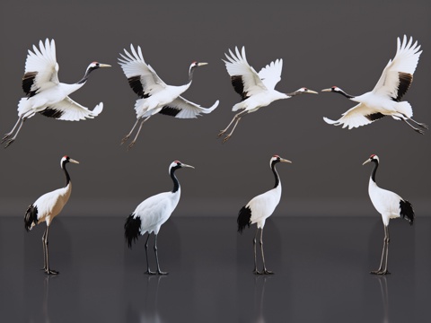 2D动物 仙鹤 动物园 野生动物 动物世界 野外动物su模型