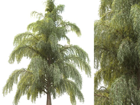  景观树12（松树）3d模型 