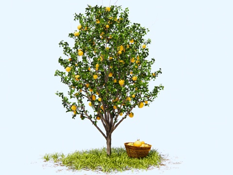 现代 果树 橘子树 柑橘树 庭园果树 乔木 金桔树 橙子树su模型