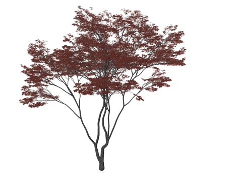 现代乔木植物树su模型