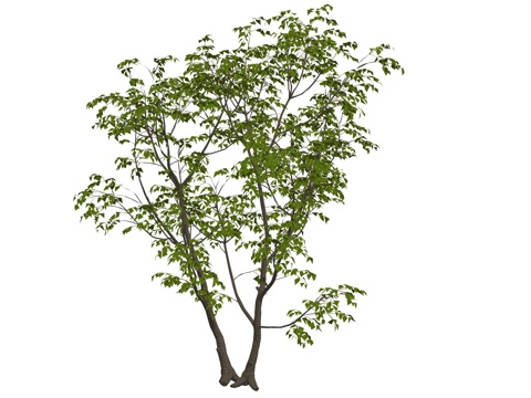 现代乔木植物树su模型