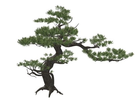 新中式造型松植物树su模型