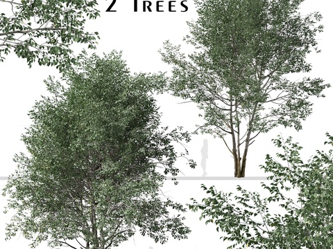  毛桦树（Betula pubescens）树组（2棵）3d模型 