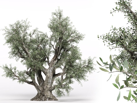  橄榄树3d模型 