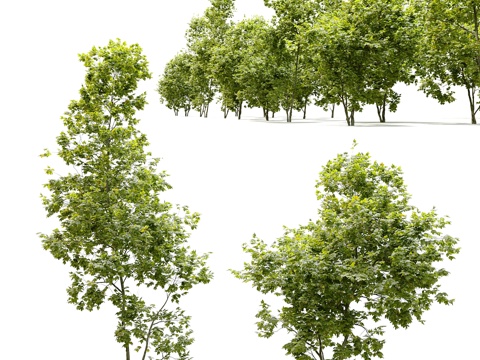 罗马斗兽场枫树（Acer cappadocicum）3d模型