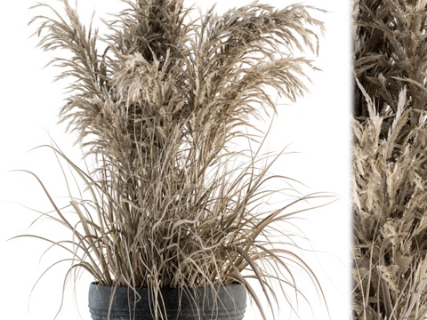 室内植物套装114 - 干花盆栽3d模型