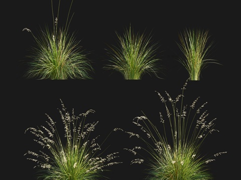  草原落穗草3d模型 