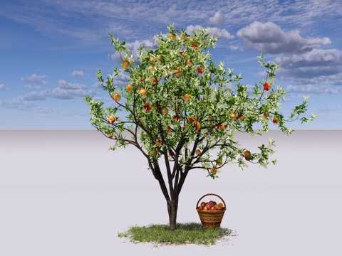 现代 果树 桃树 桃子树 庭园景观树 乔木 园林果树 水蜜桃su模型