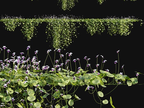  匍匐堇 - 澳洲原生堇菜 - 023d模型 