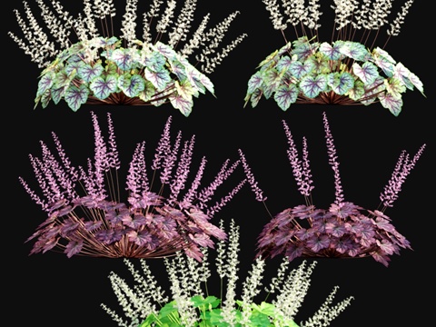  绯红花草 - 珊瑚铃 013d模型 