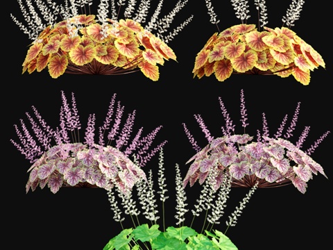  绯红花草 - 珊瑚铃 023d模型 