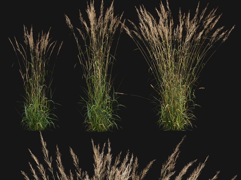  尖穗芒草_013d模型 