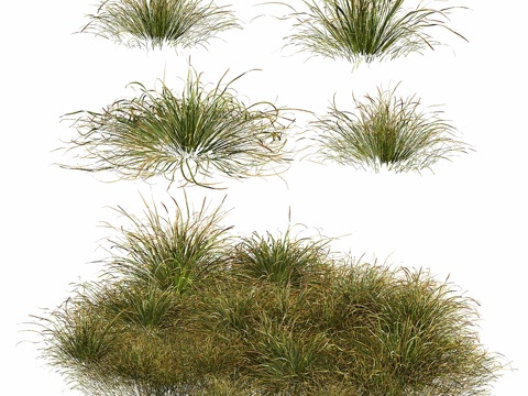  HQ植物 芒草 风铃草3d模型 