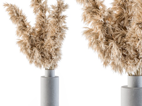  干花植物29 - 混凝土花瓶高芒草3d模型 