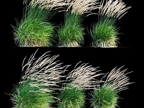 风中摇曳的羽毛芦苇草3d模型