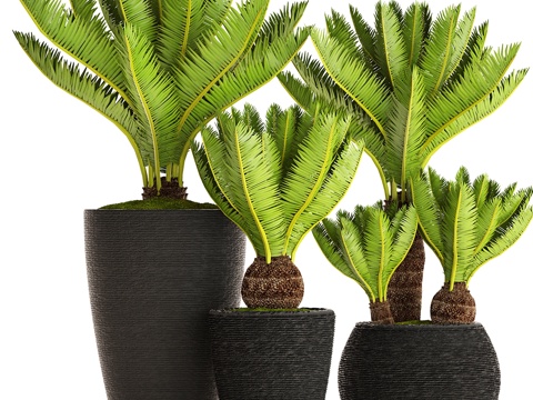  盆栽植物集锦。56.苏铁，苏铁科，3d模型 