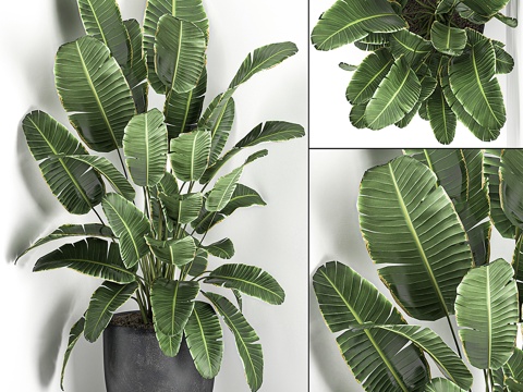 黑色盆栽中郁郁葱葱的香蕉角棕榈3d模型