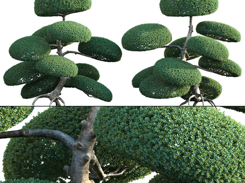  新中式冬青 景观树3d模型 