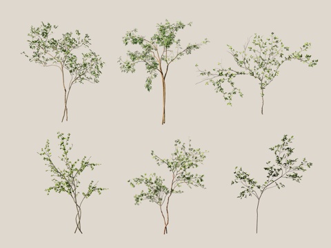  景观树 庭院树 造型树 丛生乔木3d模型 