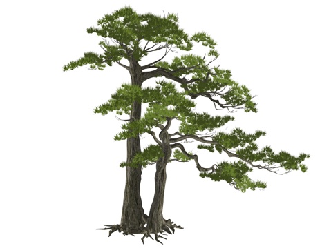 现代造型植物su模型