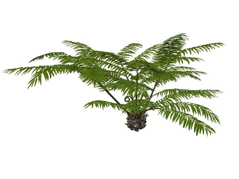 现代庭院植物su模型