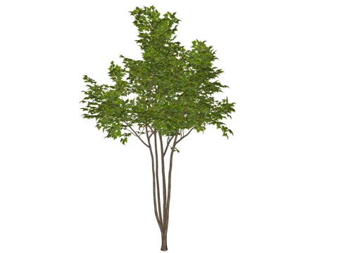 现代庭院植物su模型