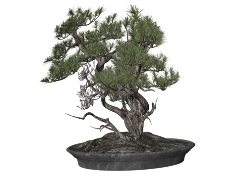 新中式造型松盆栽植物su模型