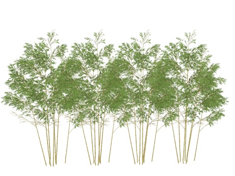 现代竹子植物su模型
