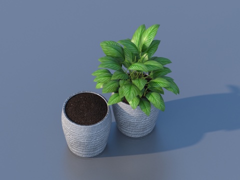 花盆 盆栽 绿植 植物3d模型 