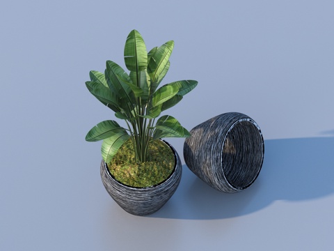  花盆 盆栽 绿植 植物3d模型 