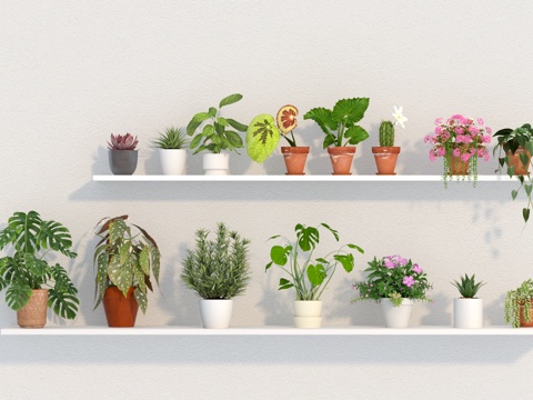 绿植 植物 多肉 盆栽 小绿植免费3d模型