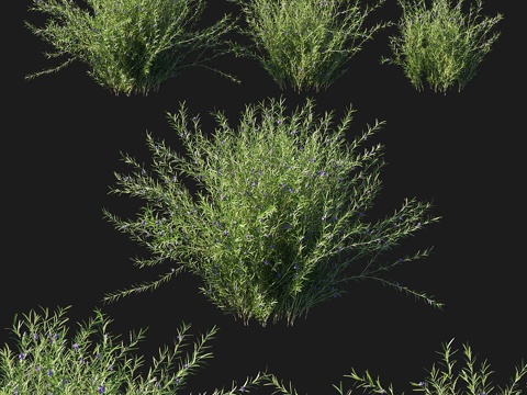  迷迭香蔓生023d模型 