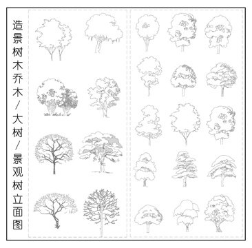 造景树木乔木 景观树 木树立面图cad施工图