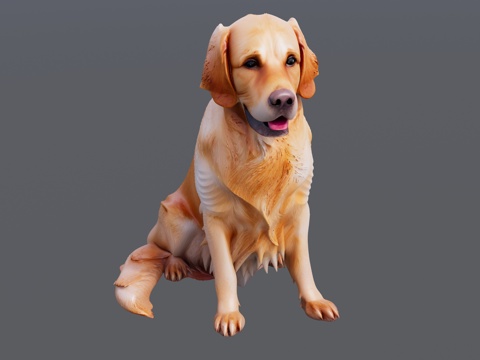 一只坐着的金毛犬su模型