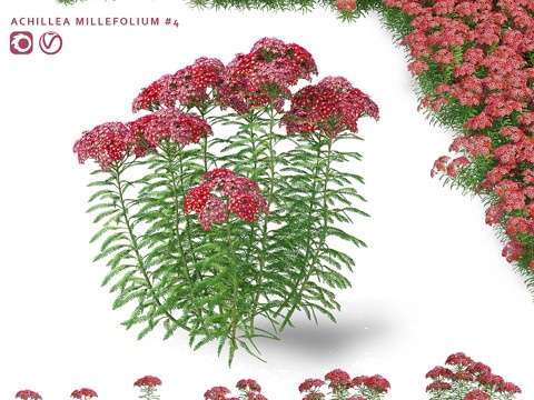  蓍草花 Achillea millefolium 花草3d模型 