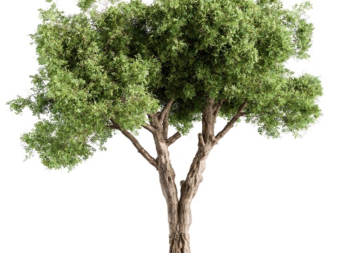  杨树 - 树木套装 2143d模型 