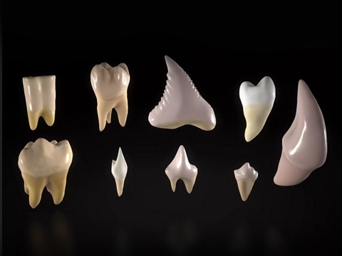  牙齿3d模型 