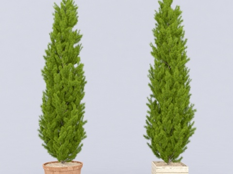  侧柏_plicata_0023d模型 