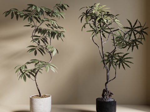  现代绿植盆栽 中古风绿植盆栽 落地植物 禅意盆栽 室内植物3d模型 